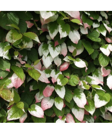 Kiwi Actinidia Dr Szymanowski (variegated) P9/C1