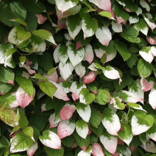 Kiwi Actinidia Dr Szymanowski (variegated) P9/C1