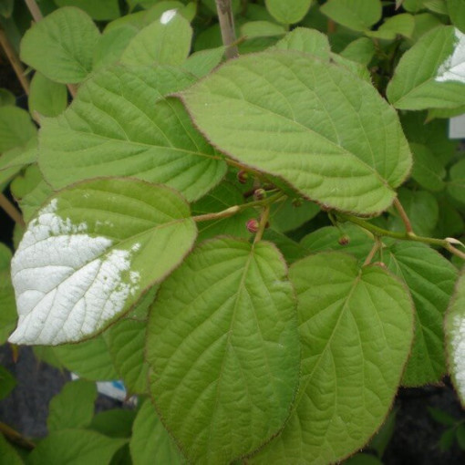 Kiwi Actinidia Dr Szymanowski (variegated) P9/C1