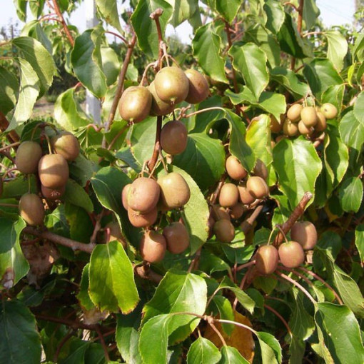 Kiwi Actinidia Dr Szymanowski (variegated) P9/C1