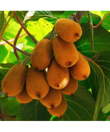 Kiwi Actinidia deliciosa Jenny SELF-FERTILE P9/C1