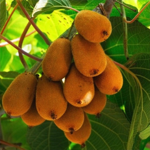 Kiwi Actinidia deliciosa Jenny SELF-FERTILE P9/C1