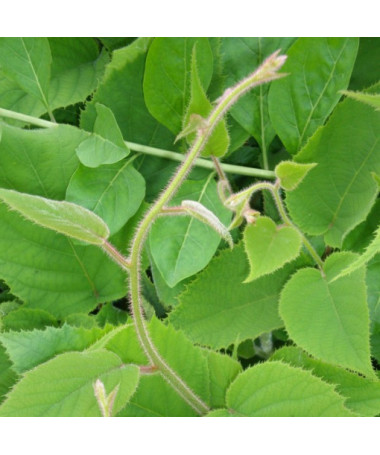 Kiwi Actinidia deliciosa Jenny SELF-FERTILE P9/C1