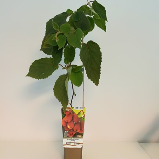 Kiwi Actinidia deliciosa Jenny SELF-FERTILE P9/C1