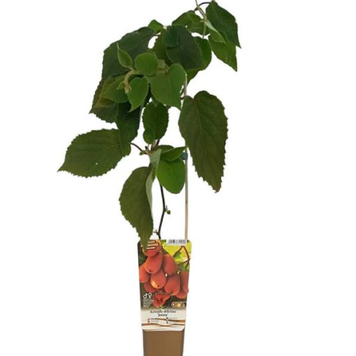 Kiwi Actinidia deliciosa Jenny SELF-FERTILE P9/C1