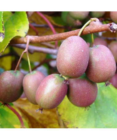 Kiwi Actinidia Ananasnaya (sharp-leaved)