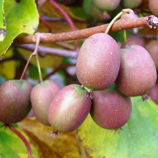 Kiwi Actinidia Ananasnaya (sharp-leaved)