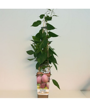 Kiwi Actinidia Ananasnaya (sharp-leaved)