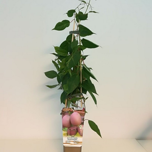 Kiwi Actinidia Ananasnaya (sharp-leaved)