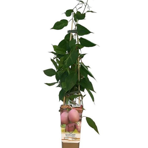 Kiwi Actinidia Ananasnaya (sharp-leaved)