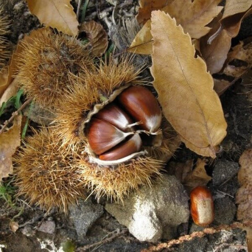 Sweet Chestnut (Castanea sativa) P9/C1