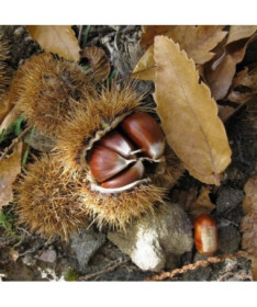 Sweet Chestnut (Castanea sativa) P9/C1