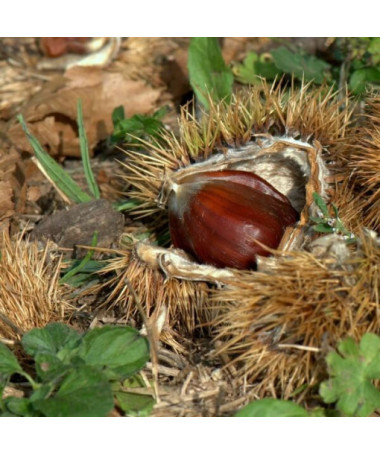 Sweet Chestnut (Castanea sativa) P9/C1