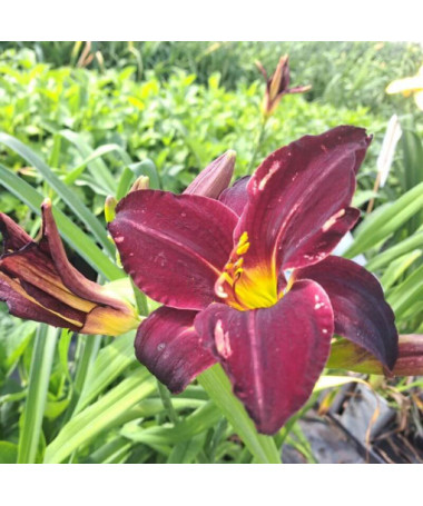 Daylily Dark Passion 2L