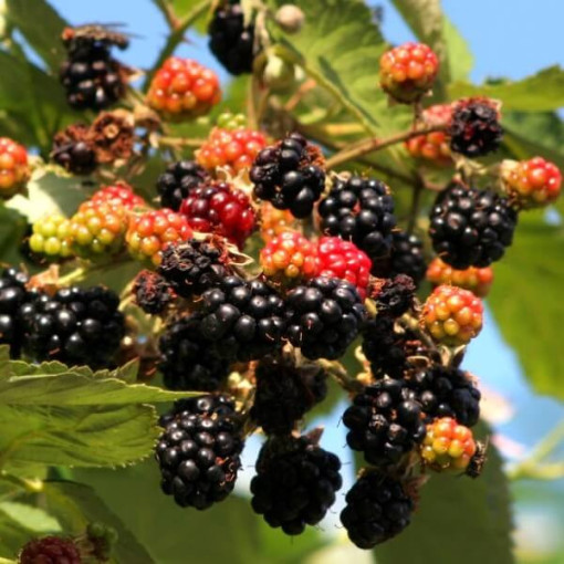 Blackberry 'Tricolor' P9/C1