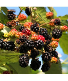 Blackberry 'Tricolor' P9/C1