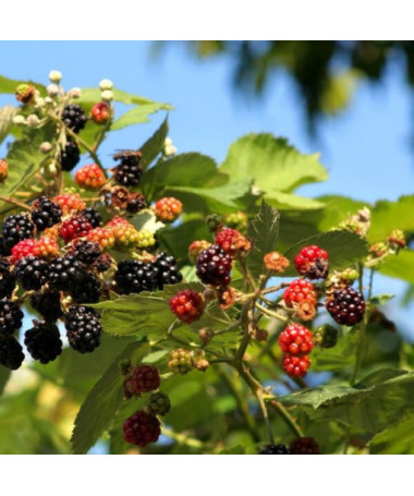 Blackberry 'Tricolor' P9/C1