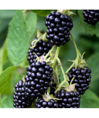 Thornless Blackberry ‘Triple Crown'