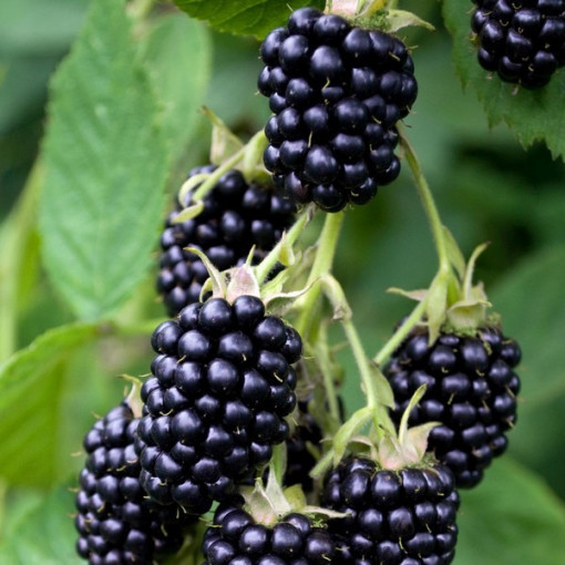 Thornless Blackberry ‘Triple Crown'