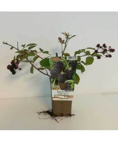 Thornless Blackberry ‘Triple Crown'
