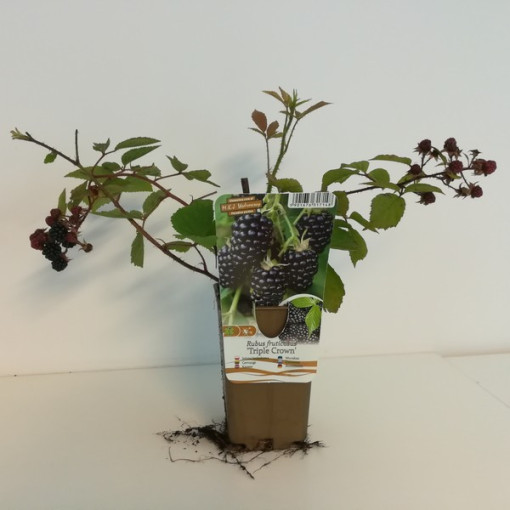 Thornless Blackberry ‘Triple Crown'