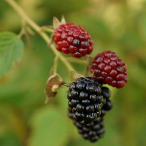 Thornless Blackberry 'Thornfree' P9/C1