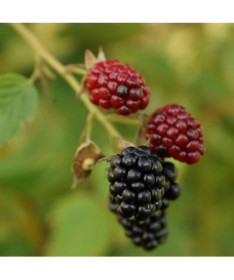 Thornless Blackberry 'Thornfree' P9/C1