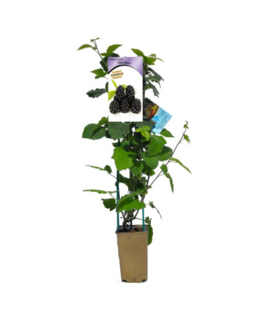 Thornless Blackberry 'Thornfree' P9/C1