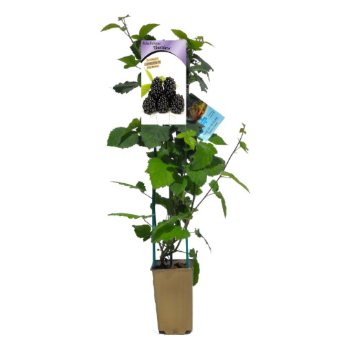 Thornless Blackberry 'Thornfree' P9/C1