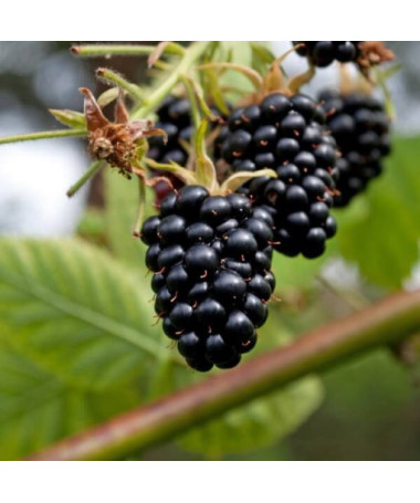 Thornless Blackberry 'Navaho' P9/C1