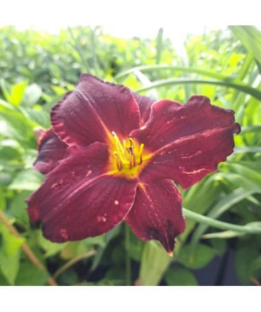 Daylily Dark Passion 2L