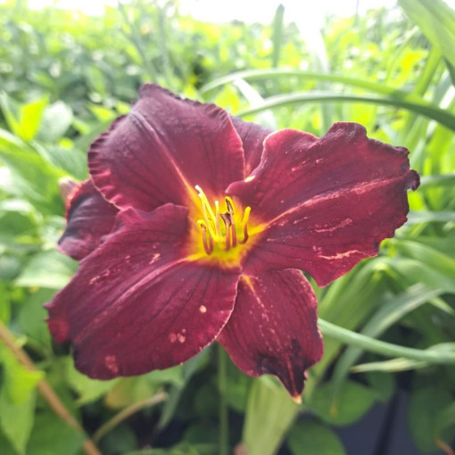 Daylily Dark Passion 2L
