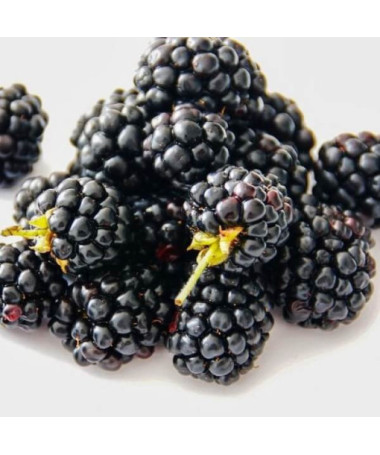 Thornless Blackberry 'Navaho' P9/C1