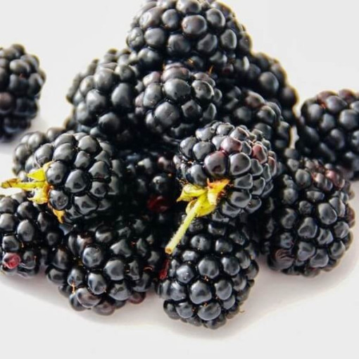 Thornless Blackberry 'Navaho' P9/C1