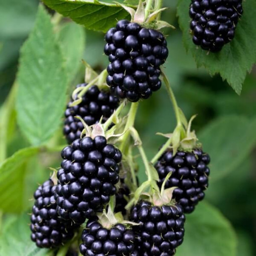 Thornless Blackberry 'Navaho' P9/C1