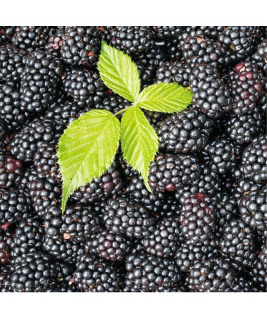 Thornless Blackberry 'Black Satin' P9/C1