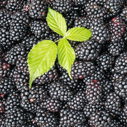 Thornless Blackberry 'Black Satin' P9/C1