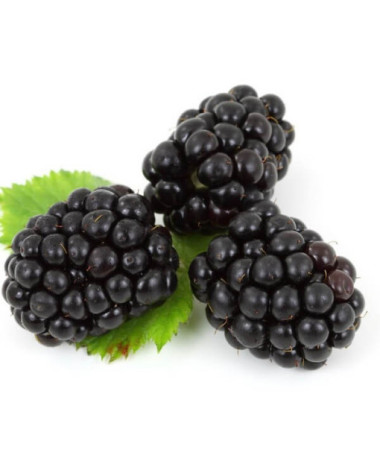 Thornless Blackberry 'Black Satin' P9/C1