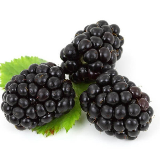 Thornless Blackberry 'Black Satin' P9/C1