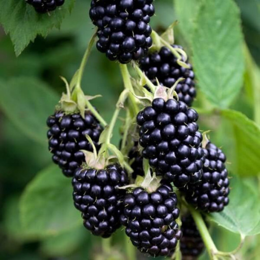 Thornless Blackberry 'Black Satin' P9/C1