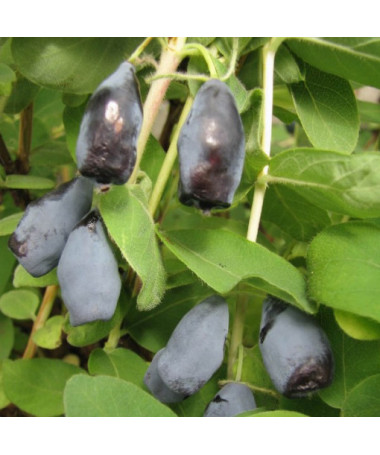 Haskap Berry ‘Woloszebnica' P9/C1