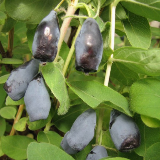 Haskap Berry ‘Woloszebnica' P9/C1