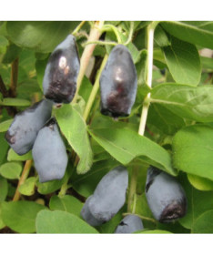 Haskap Berry ‘Woloszebnica' P9/C1