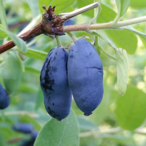 Honeyberry WOJTEK 2l