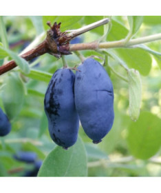 Honeyberry WOJTEK 2l