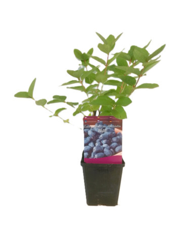 Honeyberry WOJTEK P9/C1