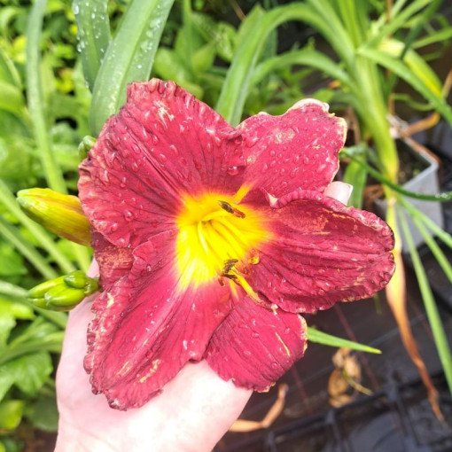 Daylily Dark Passion 2L
