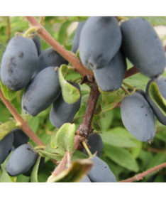 Honeyberry / Haskap ‘Sinoglaska' 2L