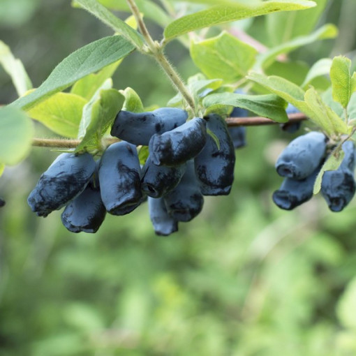 Honeyberry / Haskap ‘Sinoglaska' 2L