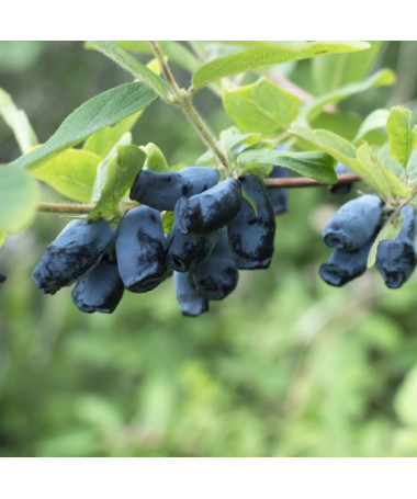 Honeyberry / Haskap ‘Sinoglaska' P9/C1